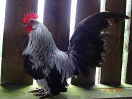 Silver holländsk cockerel