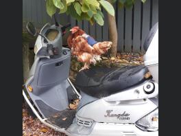 Tibbsy Hen Easy Rider