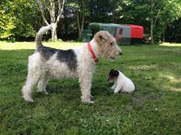 Fox terrier som tycker om solen med höns i bakgrunden