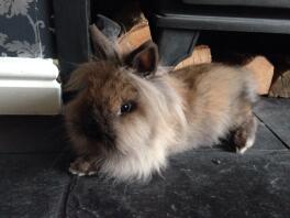 Vacker Sable Point Lionhead Doe