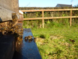 Samlas längst fram i bikupan