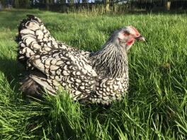 Vit Sussex x pullet