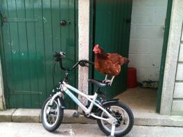 En kyckling som står på en cykel