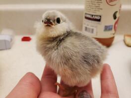 Självblå Ameraucana