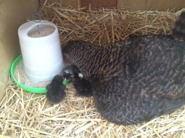 Moder som lär sina kycklingar att äta