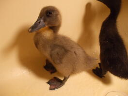 Tre veckor gamla Baby Blue Runner Duck