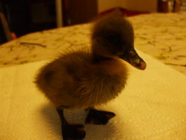 Två veckor gammal Baby Blue Runner Duck