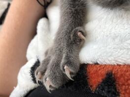 En grå kattfot på en filt med utdragna klor