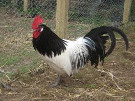 Lakenvelder Cockerel