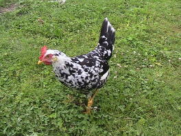 17 veckor gammal exchequer Leghorn Pullet