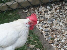 White Leghorn Female av Harry