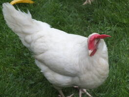 White Leghorn Female av Harry