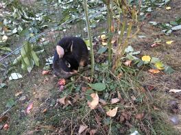 En svart kanin som äter några blad