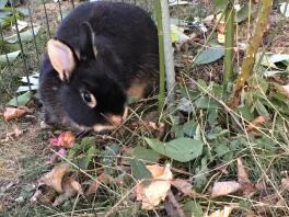 En svart kanin som äter några blad