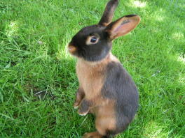 En liten kanin som står upp i gräset