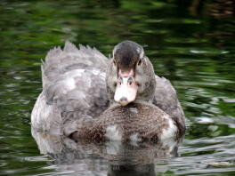 Muscovy anka