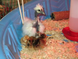 White Showgirl Silkie 5 veckor gammal