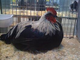 Norfolk Gray Cockerel