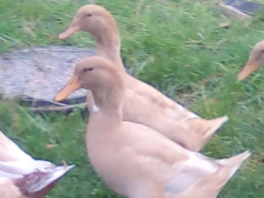 Vackra Buff Ducks