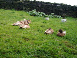 Buff Orpington Ducks