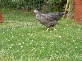 Kyckling i trädgården med Omlet kycklingstängsel