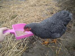 Kyckling som undersöker vad som finns i den rosa skopan