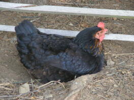 En svartbrun kyckling som tar ett dammbad i solen