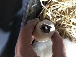 Kläckning av ägg i handen
