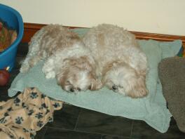 Millie och Shui vilar