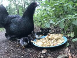 Kyckling och kycklingar med mat