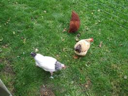 Vår kyckling i trädgården.