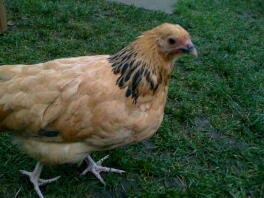 Buff Sussex Bantam