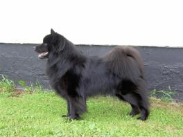 Svensk Lapphund