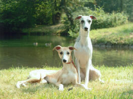 2 vackra whippet tikar