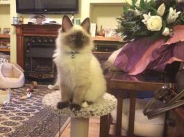 Sirius blueboy en av mina Ragdoll kattungar