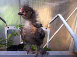 Tro min silkie-brud
