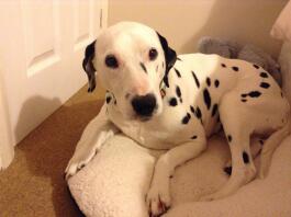 Min dalmatiska purdy