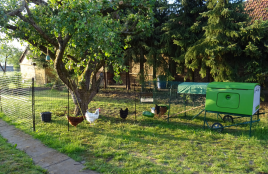 Omlet grönt Eglu Cube stort hönshus med höns och springa med höns och Omlet hönsfängsel