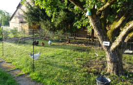 Omlet kycklingfäktning i trädgården