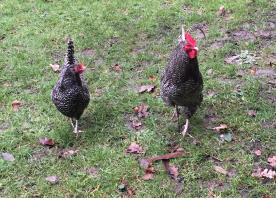 Pair of Scots Grays roaming.