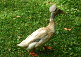 Crested Duck som ses på en offentlig park i Sacramento, Kalifornien.