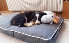 Hund som ligger på Omlet Fido hundbädd