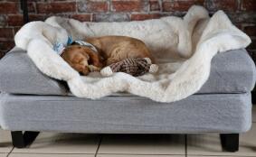 Sterling, vår lilla cocker spaniel, varm på sitt fårskinn.