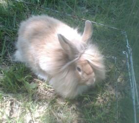 härlig buff färg Lionhead bock