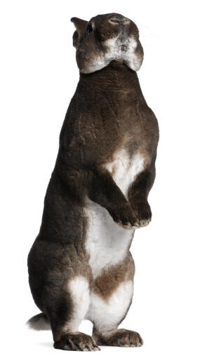 En castor rex-kanin som står högt på sina bakben.