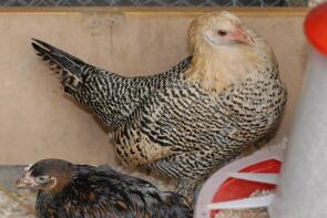 Citron Penciled Hamburg Pullet