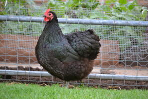 Australorp