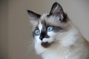 Birman katt