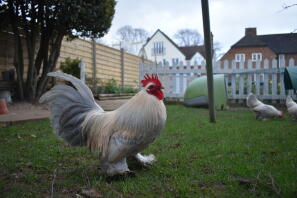 Lavendel millefleur startade bantam kock