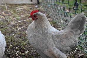 Lavendel millefleur startade bantam höna